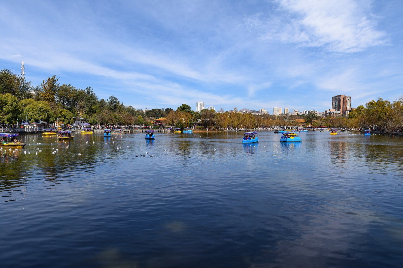 昆明翠湖公园：游船与白鹭，柳岸亭台，远处城市天际