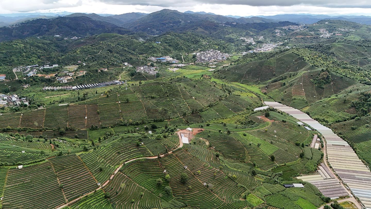普洱茶山雾里的味道